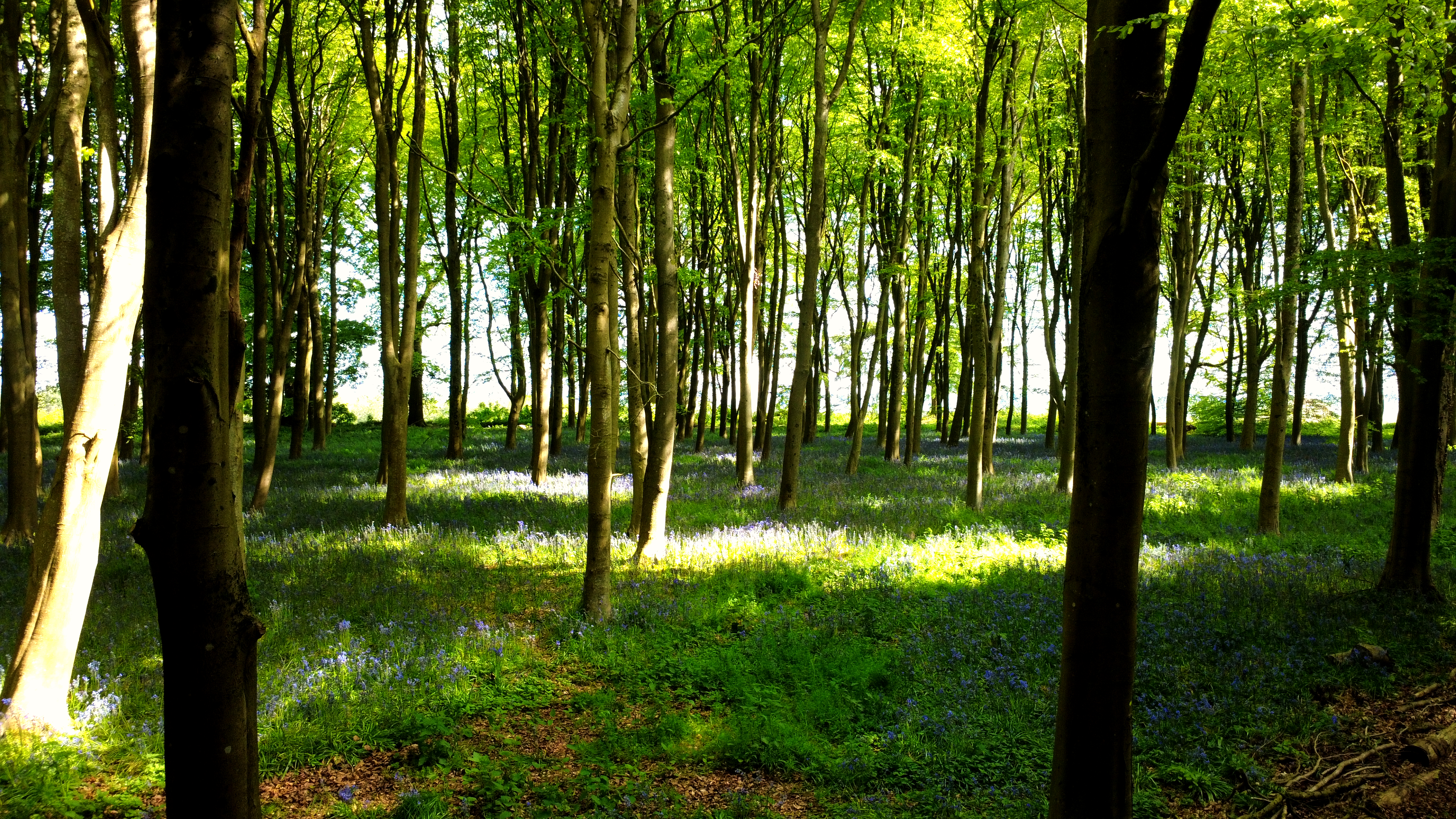 Bluebell forest from above